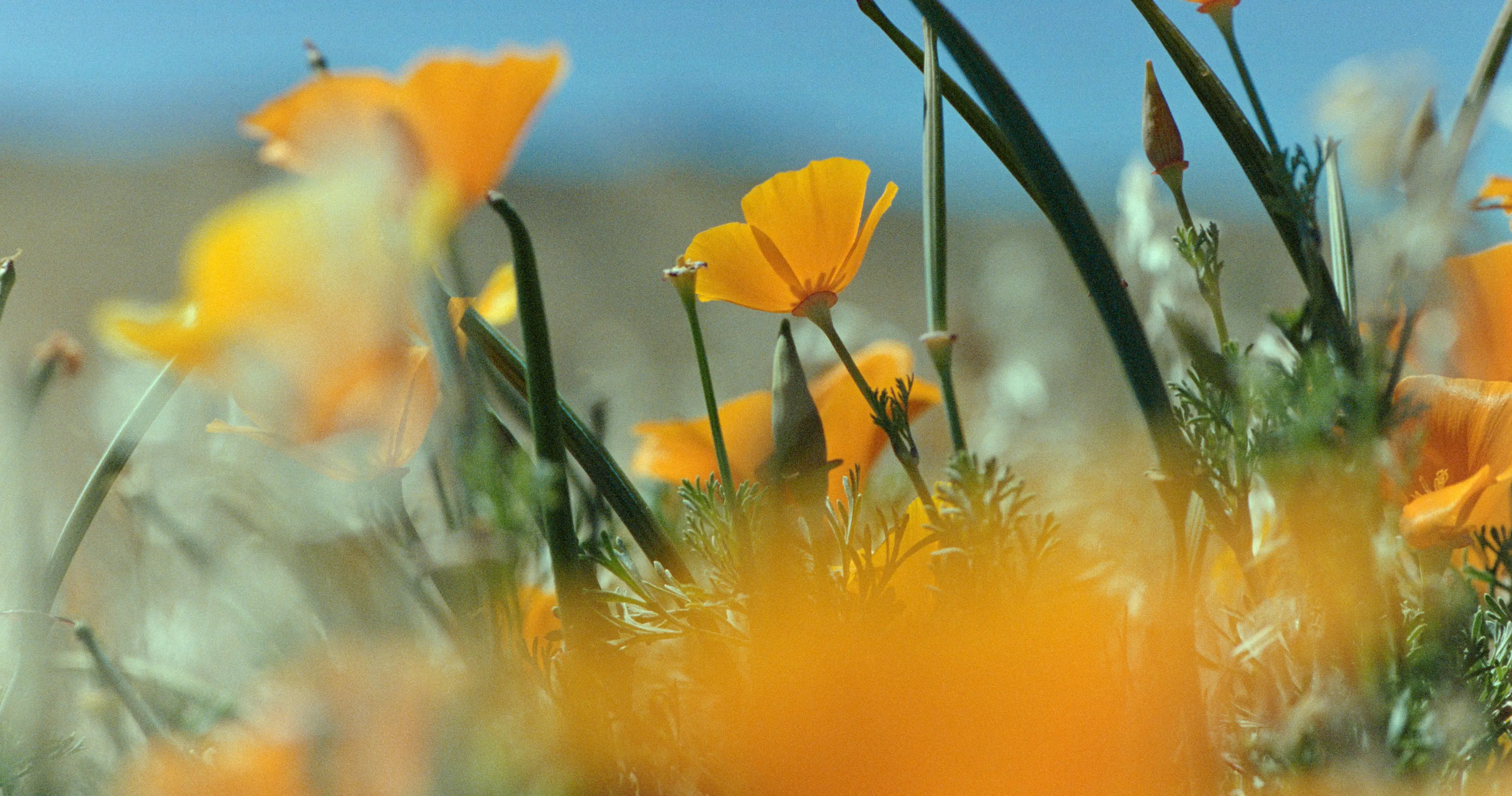 Warm Poppy Field Background